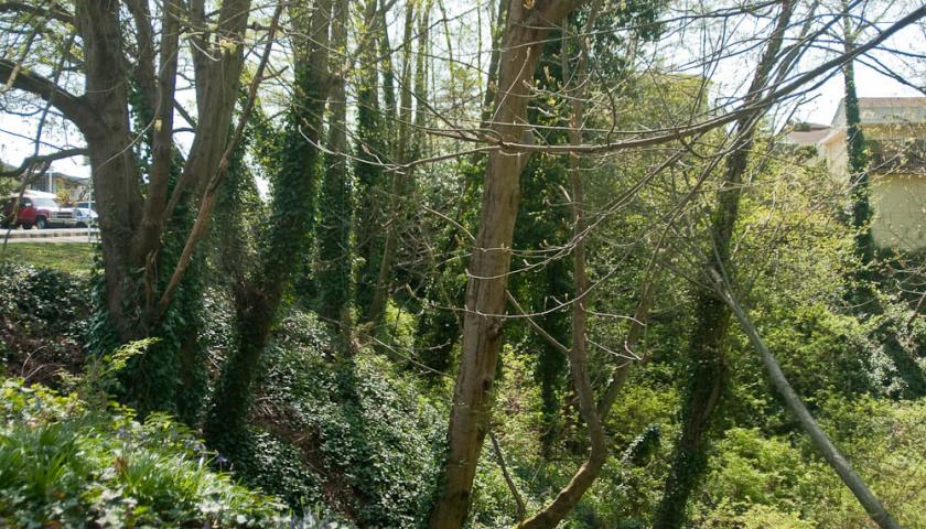 English Ivy. Credit: Holy Outlow
