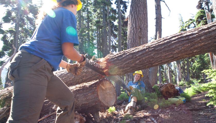 Crosscut saw Crew members using cross cut saw to cut fallen log.