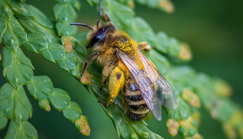Bumblebees vs. Honeybees: What’s the Difference, and Why Does it Matter?