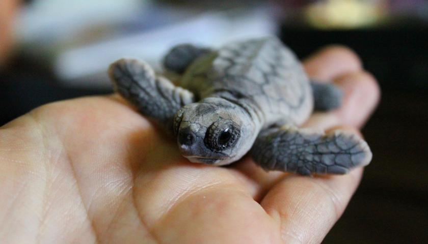 Touched by Tiny Turtles | The Student Conservation Association