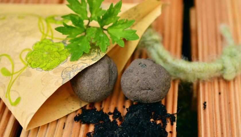 5 Cool Facts About Seed Bombs