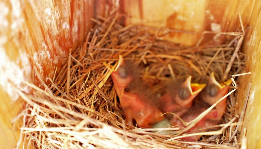 Birdhouses 101 - casas de Bluebird
