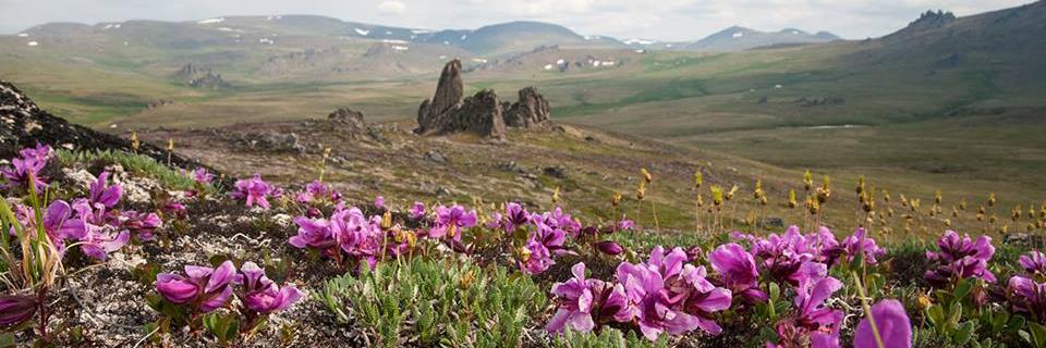 Flowers blooming in Alaska where SCA is busy working