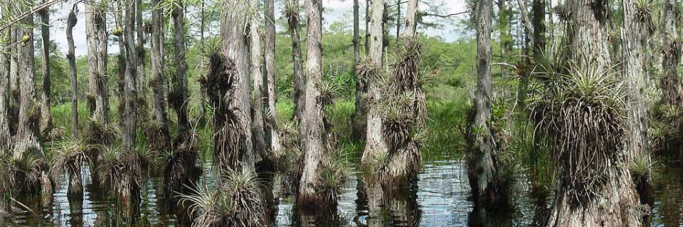 Big Cypress National Preserve