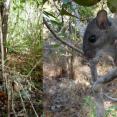 SCA Intern Chris Burgess is helping pull back the Key Largo woodrat from the brink of extinction
